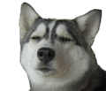 doge 喵喵表情包合集来啦