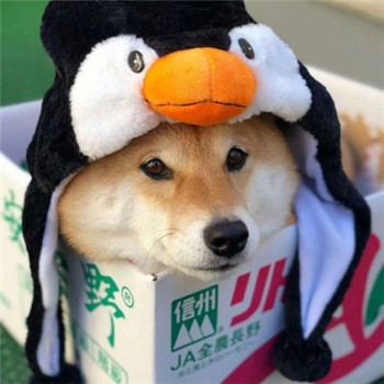 超萌柴犬情侣头像！一对左右两张共18张高清图