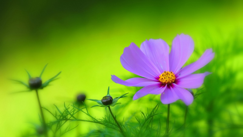 紫花绿植花园高清电脑壁纸 多款分辨率可选