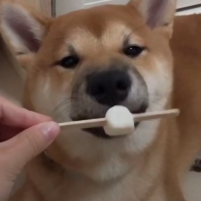 超萌！12张一猫一狗CP情侣头像，又甜又好笑