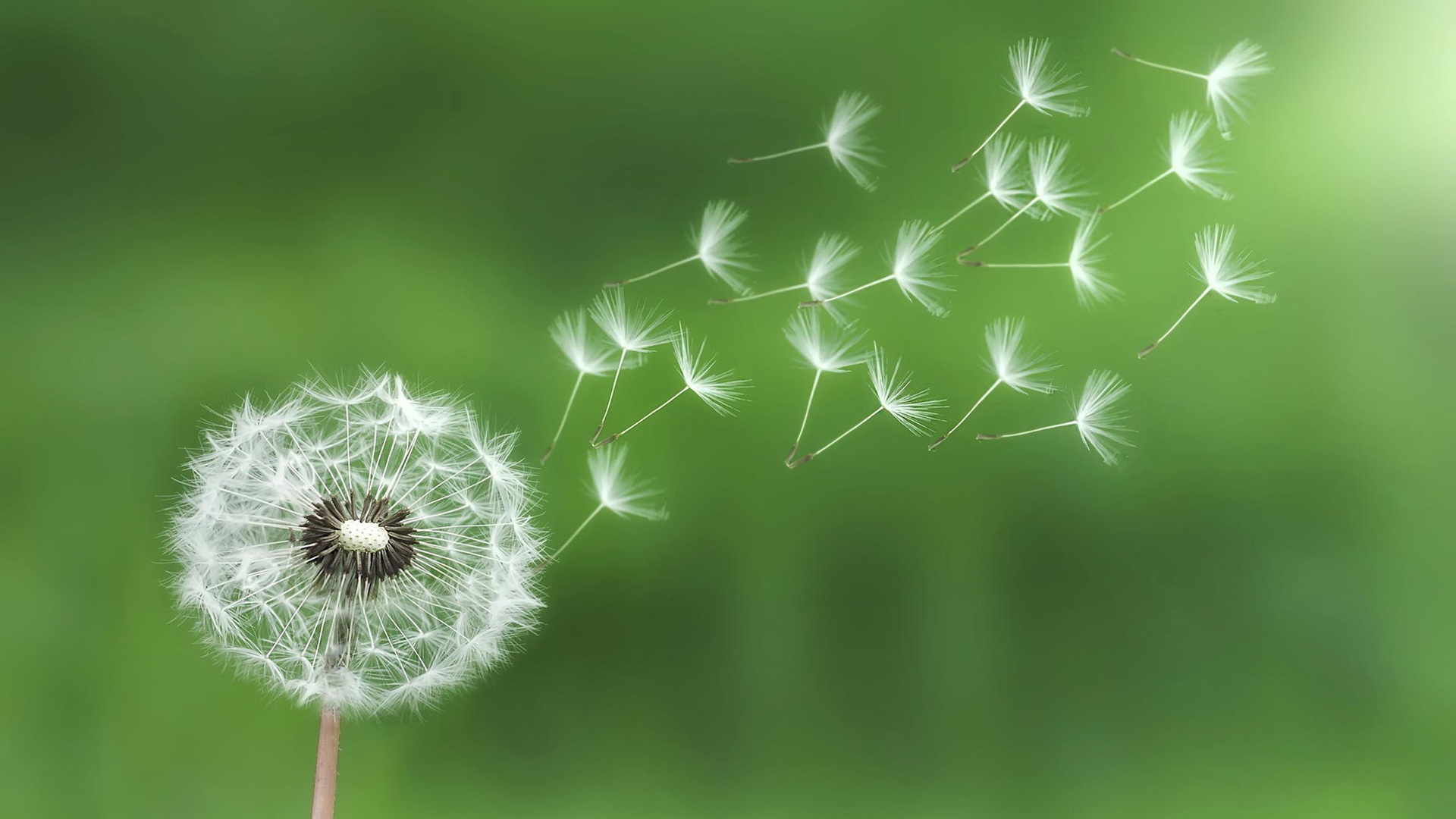飞扬的蒲公英种子电脑桌面高清花卉壁纸来啦
