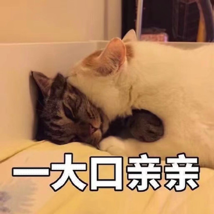 底的热门无水印表情包合集来啦