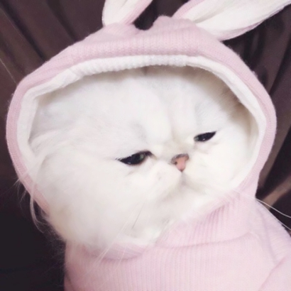 搞怪又萌的动物情侣头像来啦！28张高清搞笑可爱款任你挑