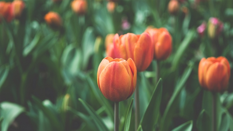 好看的郁金香电脑桌面壁纸 高清花卉图直接存