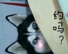 超火的doge动图表情包合集