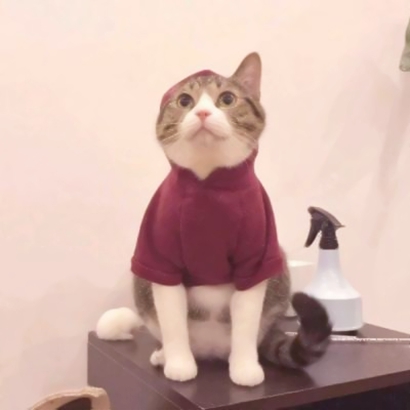 超萌猫咪情侣头像！16组一左一右高清配对图来啦