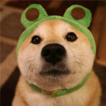 超萌柴犬情侣头像！一对左右两张共18张高清图