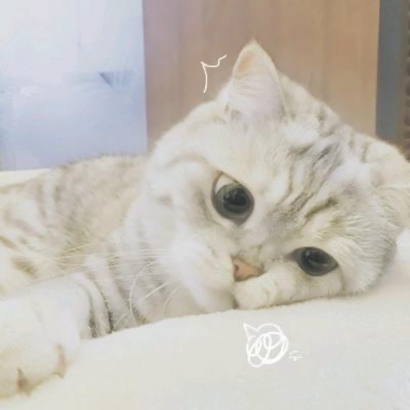 超萌猫咪情侣头像！16组一左一右高清配对图来啦