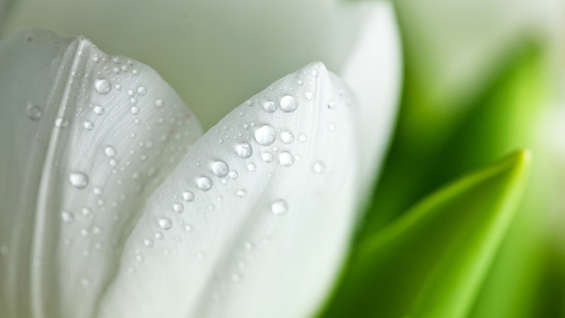 白郁金香配绿叶！多款高清尺寸电脑桌面壁纸来啦