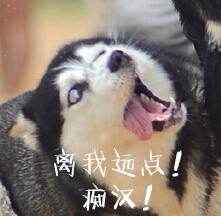 撸狗狂喜！这套汪星人表情包直接封神