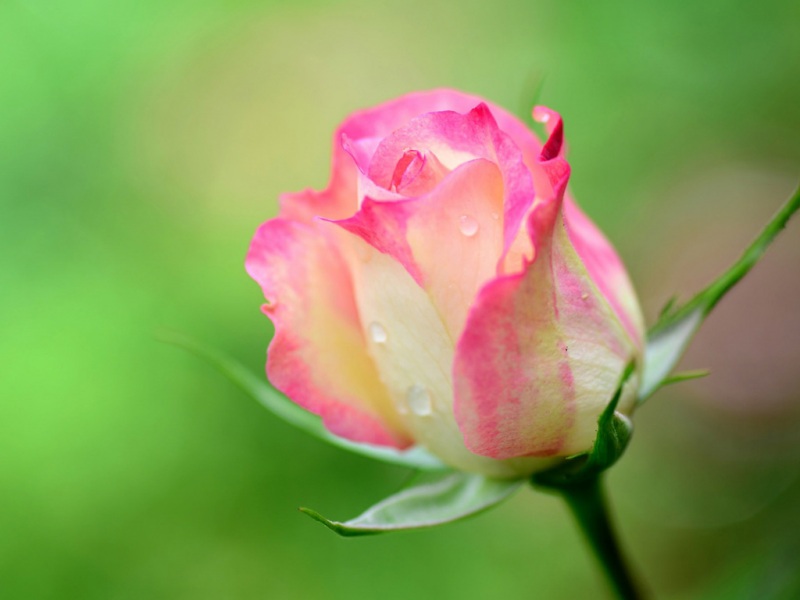 带露珠的粉玫瑰绿背景护眼电脑壁纸 高清花卉桌面图