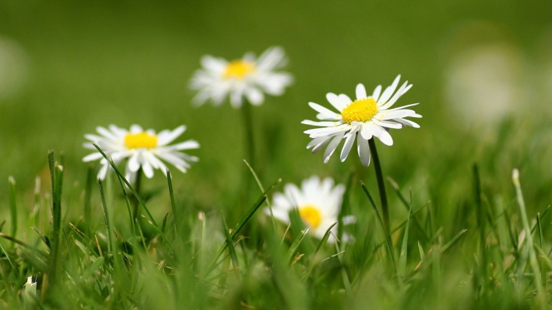 这款白雏菊配绿草的电脑壁纸太治愈了