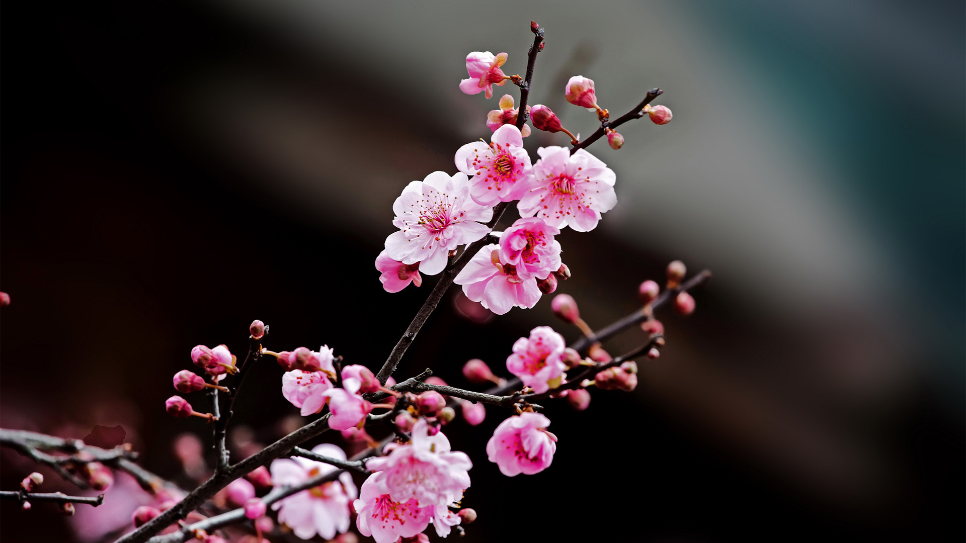 梅花电脑壁纸推荐 高清花卉桌面素材合集