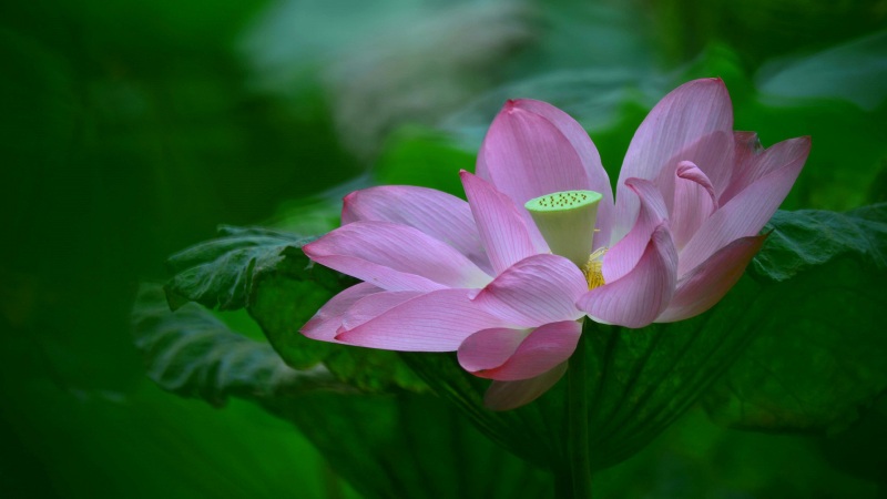 莲花叶花瓣电脑桌面高清花卉壁纸来啦