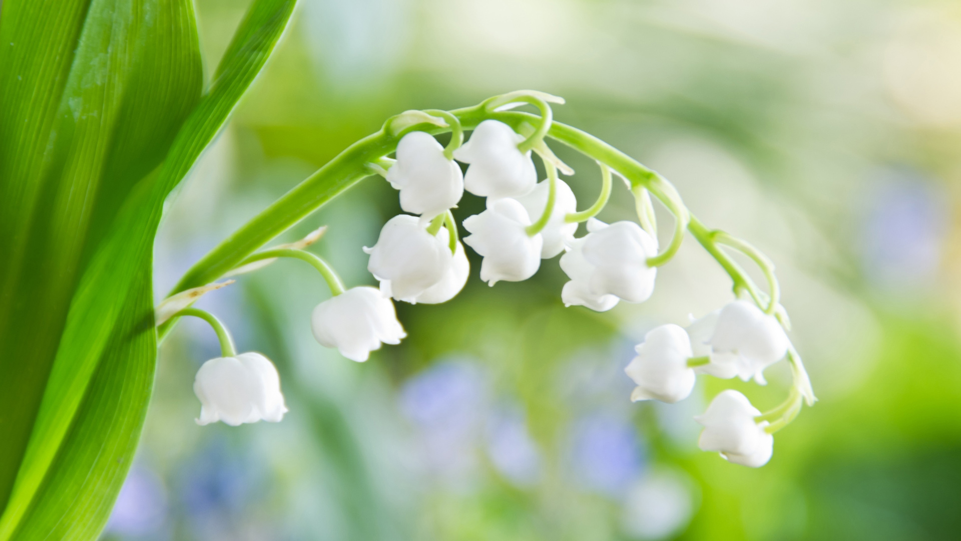 氛围感拉满！清新铃兰花电脑动漫桌面壁纸分享