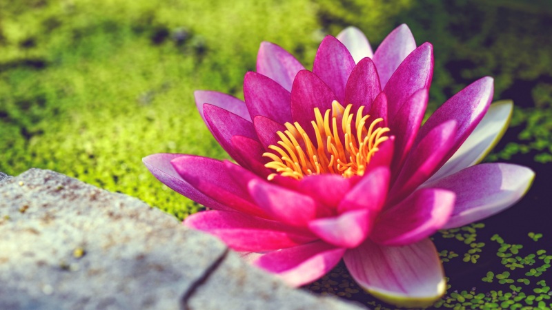 粉红色睡莲花高清电脑桌面壁纸分享