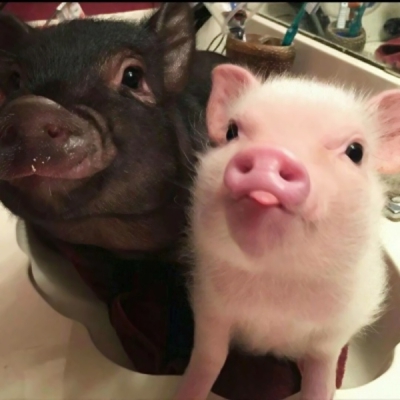 24张搞怪又上头！恶搞情侣头像一对两张高清图来了