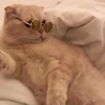 超萌情侣猫猫头像来啦！16张高清可爱一对小猫头像图