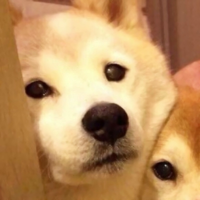 22组超萌搞怪萌宠情侣头像！一对两张高清可爱款