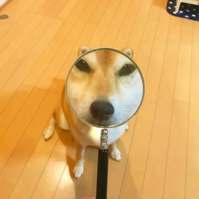 12张超萌猫咪情侣头像 高清可爱一键存