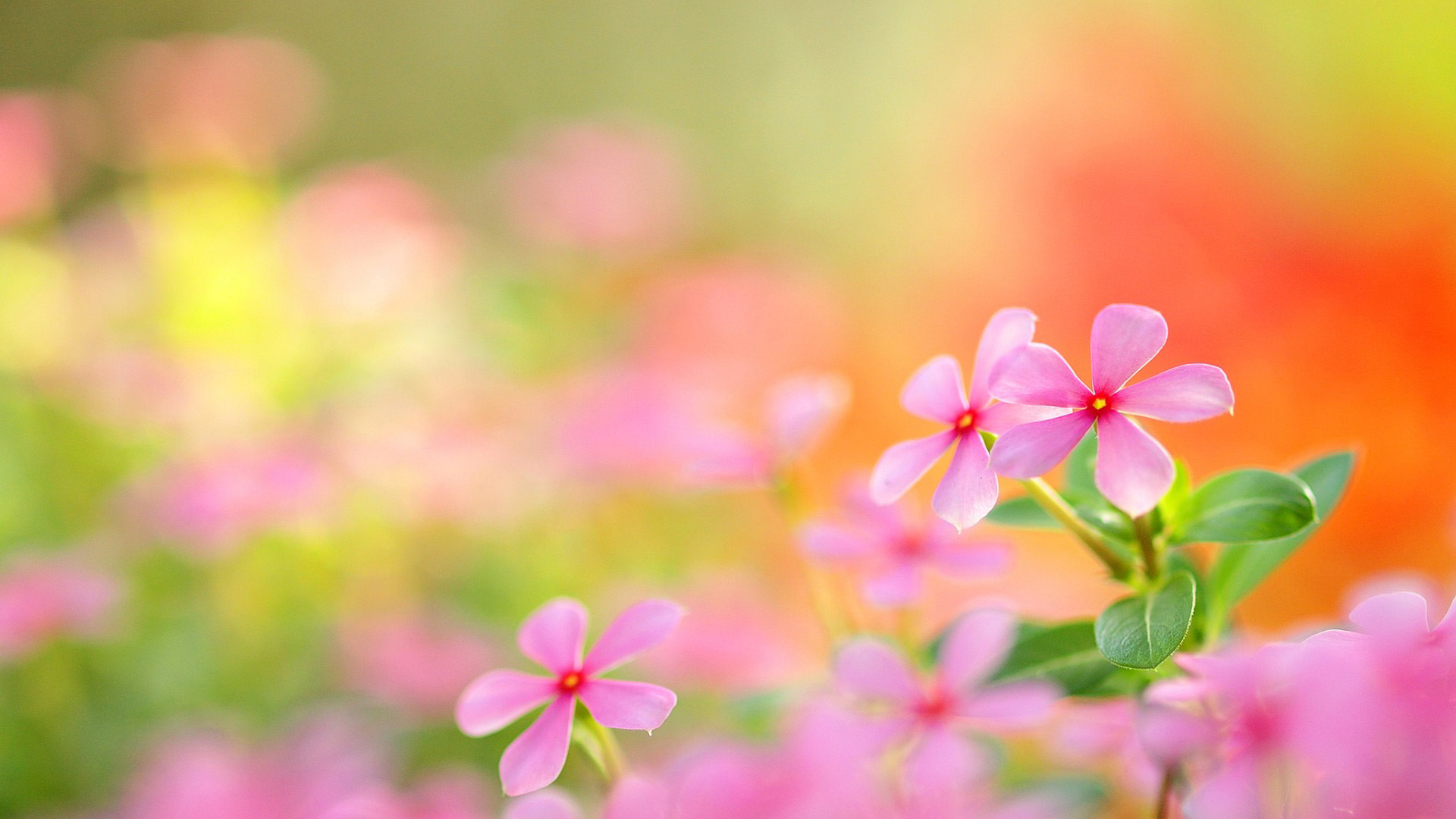 好看的粉色小花电脑桌面壁纸分享，多款高清分辨率可选