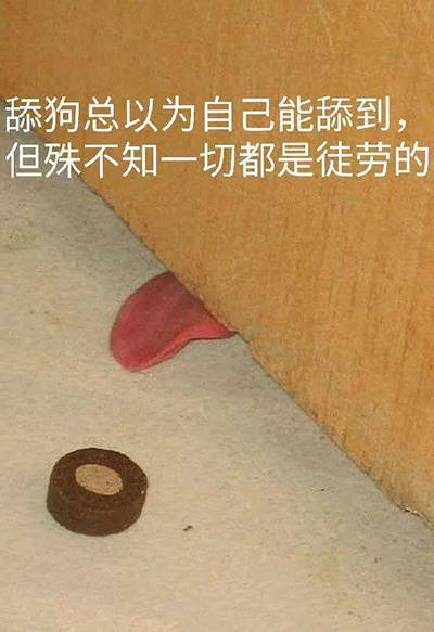 聊天斗图必备！这套舔狗表情包直接封神