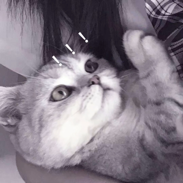 超有意思！对象不是人的情侣头像合集，30张高清好看的情头都在这