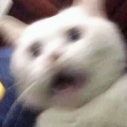 超萌猫咪情侣头像！16组一左一右高清配对图来啦