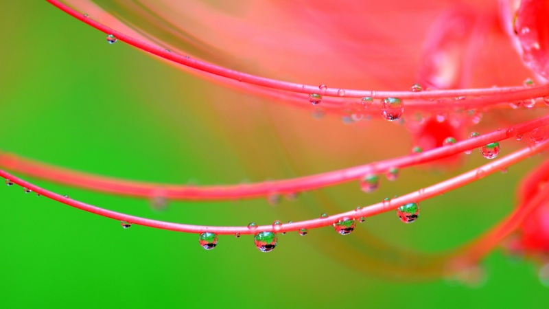 带露珠的彼岸花绿色背景电脑桌面壁纸推荐