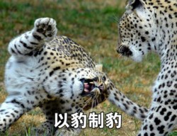 “可以说非常豹笑了”这套表情包火了