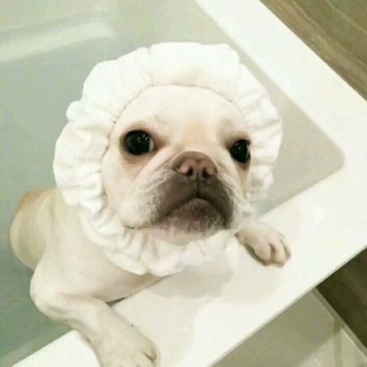 20张蠢萌猫狗情侣头像 高清可爱还能当情头用