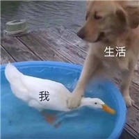 2月9日斗图表情包精选合集