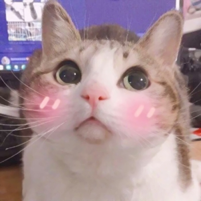 超萌萌宠情侣头像合集！12张高清可爱款直接抱走