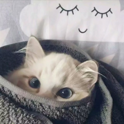 20张蠢萌猫狗情侣头像 高清可爱还能当情头用