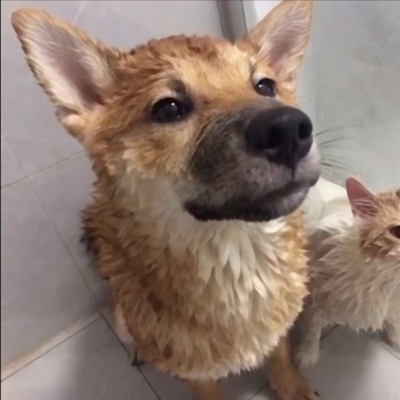 超萌！12张一猫一狗CP情侣头像，又甜又好笑