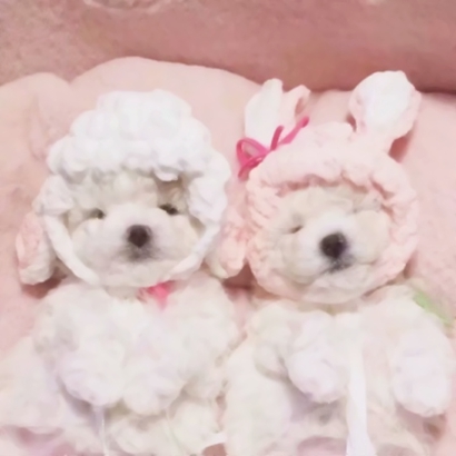 20张蠢萌猫狗情侣头像 高清可爱还能当情头用