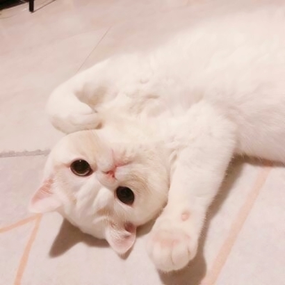一男一女猫咪情侣头像 16张高清超萌可爱款