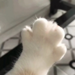 可爱动物情侣头像来啦！12张高清一左一右配对图