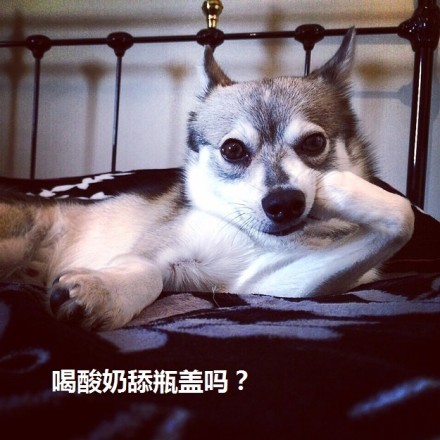 狗狗表情包合集来了，聊天斗图直接用