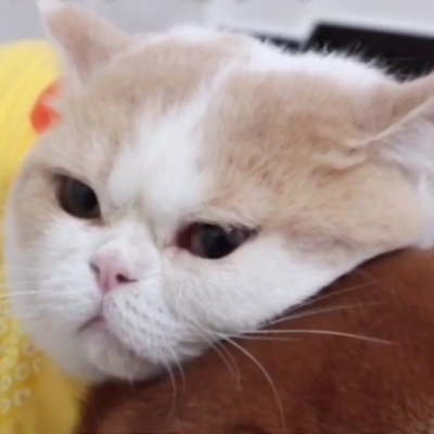 超萌！12张一猫一狗CP情侣头像，又甜又好笑