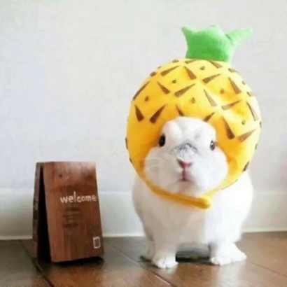 超萌萌宠情侣头像合集！12张高清可爱款直接抱走