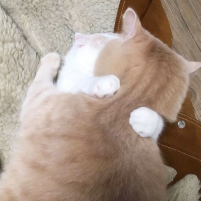 28张搞怪超萌猫咪情侣头像 可爱高清情头合集