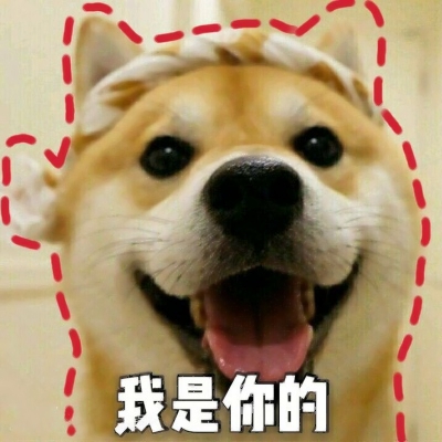 搞怪动物情侣头像来啦！带字创意款共12张高清图