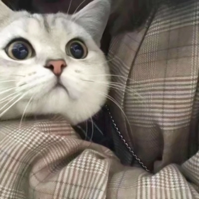 超萌情侣猫猫头像来啦！16张高清可爱一对小猫头像图