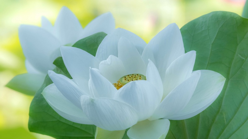 莲花叶片花瓣高清电脑桌面壁纸来啦