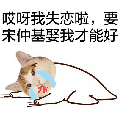 猫头宋仲基可爱表情包合集