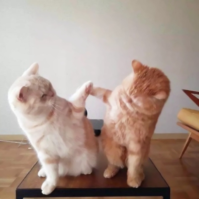 搞怪又萌的动物情侣头像来啦！28张高清搞笑可爱款任你挑