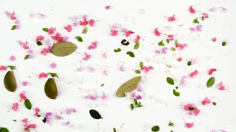 森系小清新碎花壁纸上新！带花瓣绿叶背景的高清花卉壁纸来了