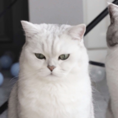 超萌宠物情侣头像！高清一对两张共26张合集