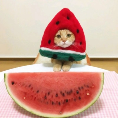 软萌猫咪情侣头像来啦！20张高清可爱的一对两张头像